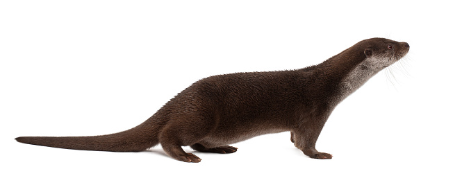 European Otter, Lutra lutra, 6 years old, standing against white background