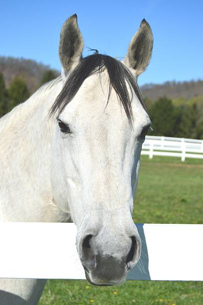 istock White Female Horse 521690866