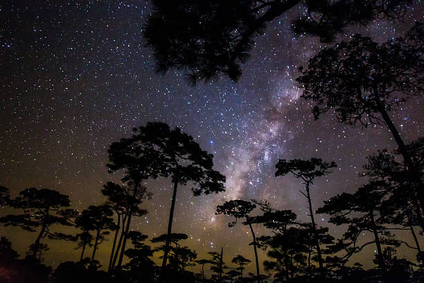 istock Noised Milky way and silhouette of pine trees soft focus 521691980