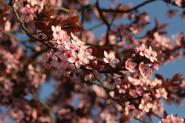 istock Pretty pink flowers on tree in the spring 521692026