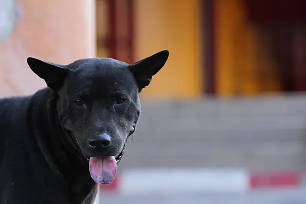 Photo of Thailand Dog Looking a Hope - (Selective focus)