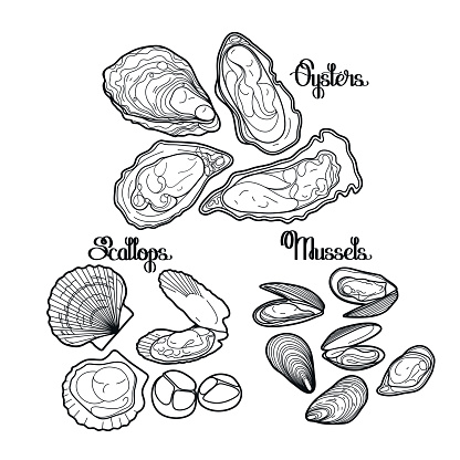 Graphic vector mussels, oysters and scallops drawn in line art style. Sea and ocean clams isolated on white background. Ingredients for seafood  menu. Coloring book page design