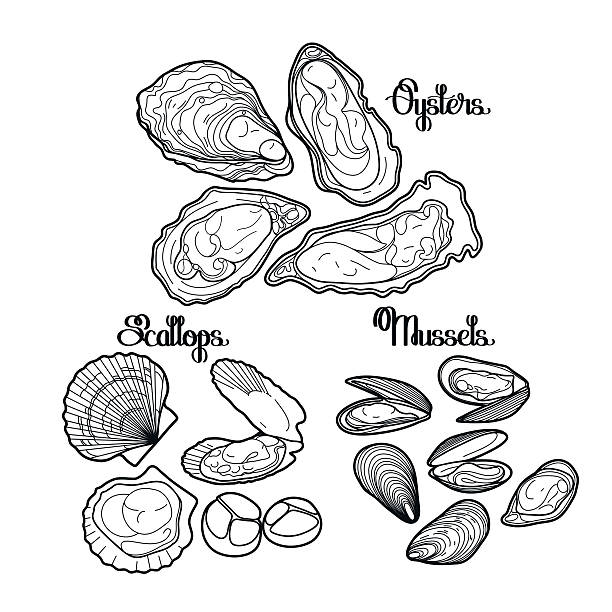 Graphic vector mussels, oysters and scallops Graphic vector mussels, oysters and scallops drawn in line art style. Sea and ocean clams isolated on white background. Ingredients for seafood menu. Coloring book page design collection clam stock illustrations