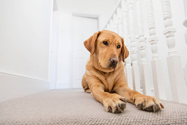 istock Labrador dog indoors 521693164