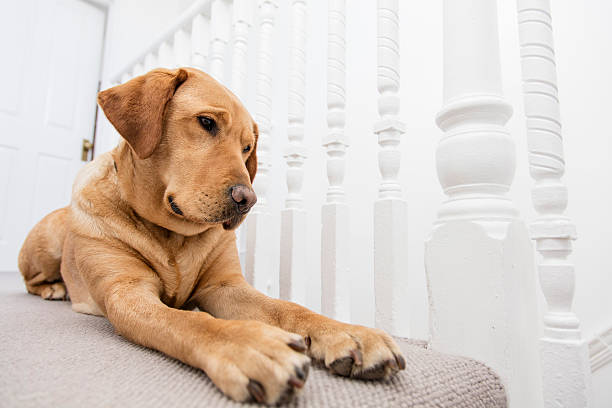 istock Labrador dog indoors 521693292