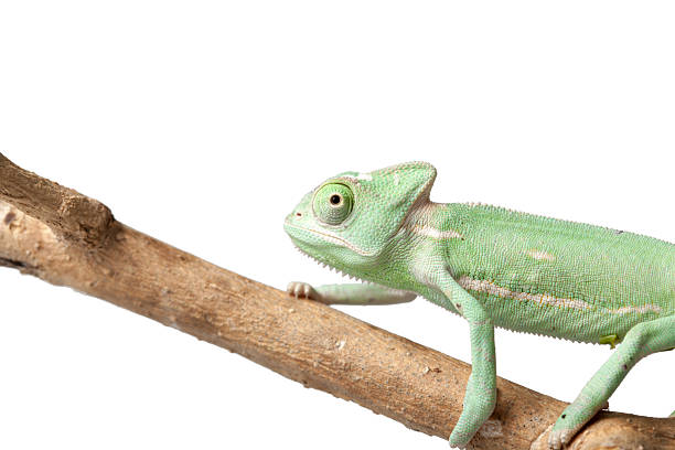 istock Greenish chameleon waliking on a branch isolated on white background 521694126