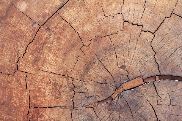 istock Texture of nature wood background closeup for design. 521694962