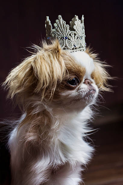istock Japanese Chin Queen 521695950