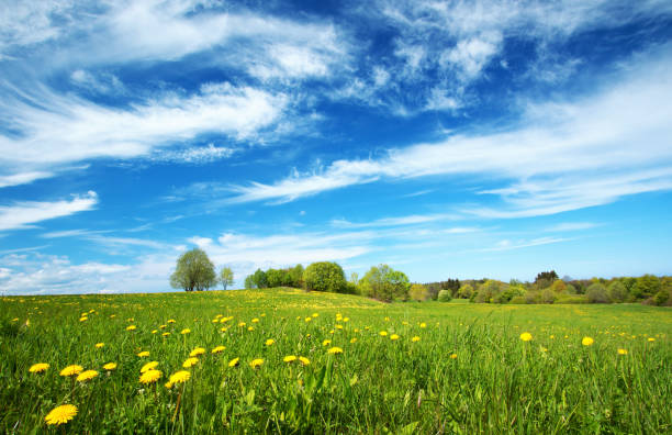 istock Field with dandelions and blue sky 521696432