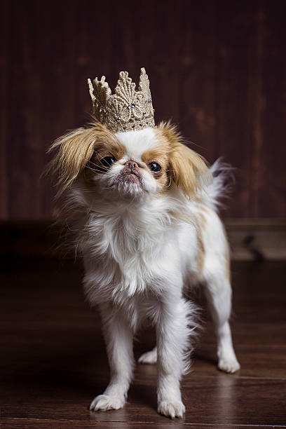 istock Japanese Chin Queen 521697036