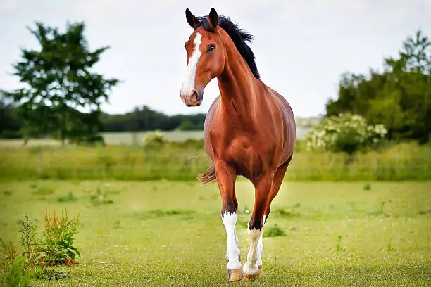 Brown purebred horse  on grass during summer time.