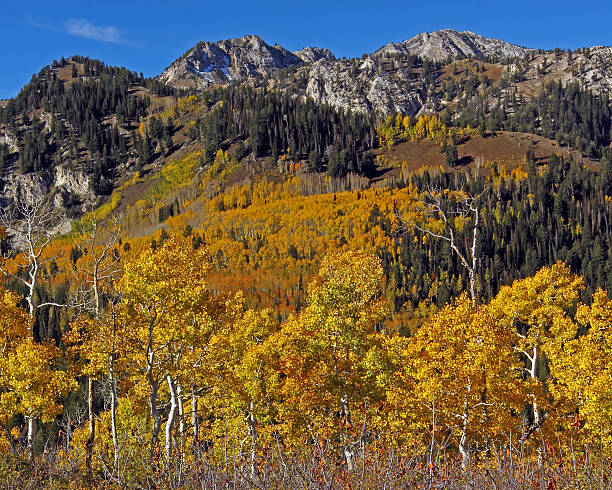 istock Quaking Aspen in Big Cottonwood Canyon 521697577
