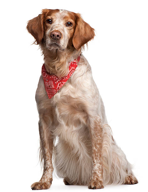 istock Mixed-breed dog wearing red handkerchief, sitting 521697932