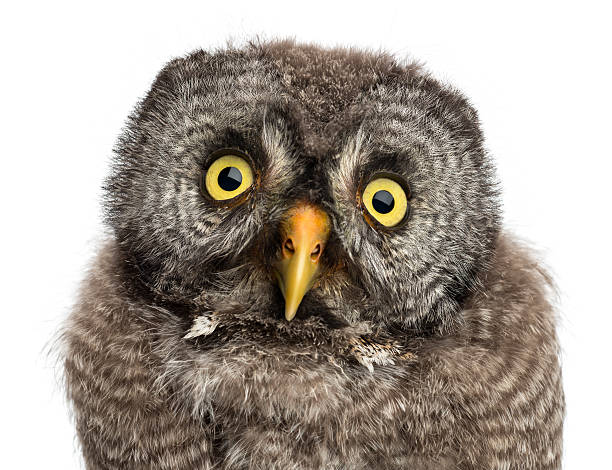 istock Great Grey Owl or Lapland Owl, Strix nebulosa 521698296
