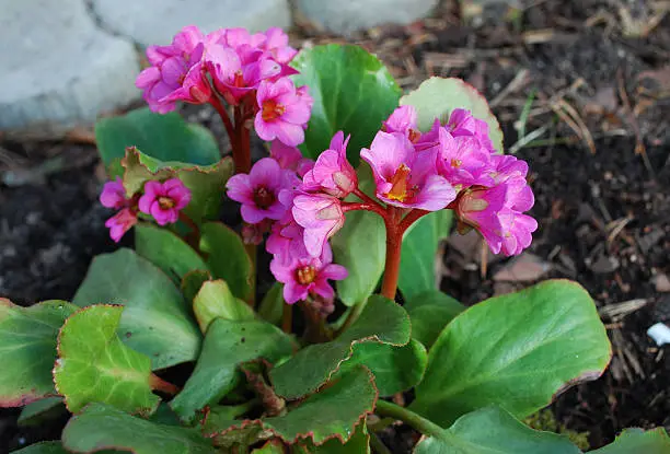 Bergenia cordifolia (Bergenia crassifolia, the badan, Siberian tea), flowers, blooming. Springtime.