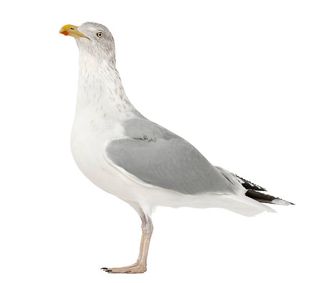 istock European Herring Gull, Larus argentatus, 4 years old, standing 521698646
