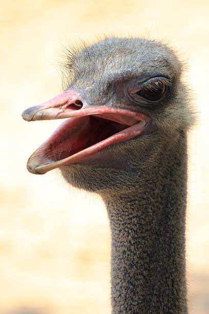 istock Close Up of Ostrich Opening Its Mouth 521698724