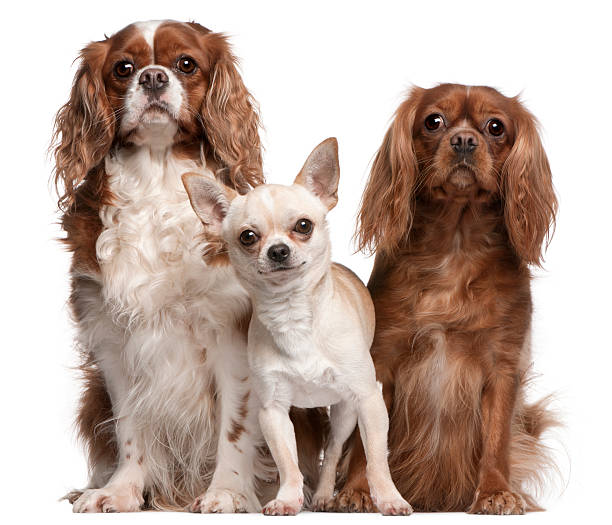 istock Cavalier King Charles Spaniels and Chihuahua 521698726