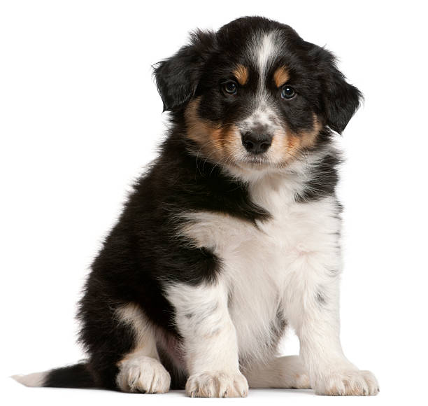 istock Border Collie puppy, 6 weeks old, sitting 521698860