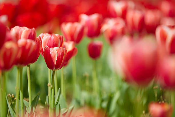 istock Colorful tulip garden in spring 521698944