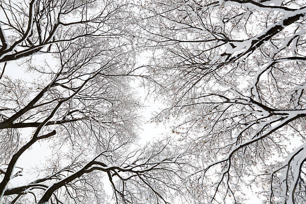 Tree canopy in a snow storm stock photo