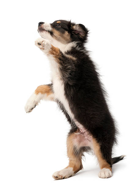istock Australian Shepherd puppy, 2 months old, standing on hind legs 521699310