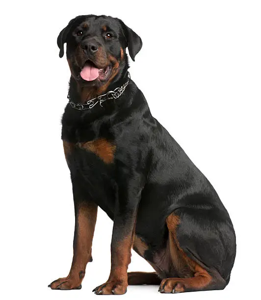 Rottweiler, 9 months old, sitting in front of white background