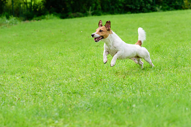 istock Happy funny terrier dog playing, running and jumping 521699446
