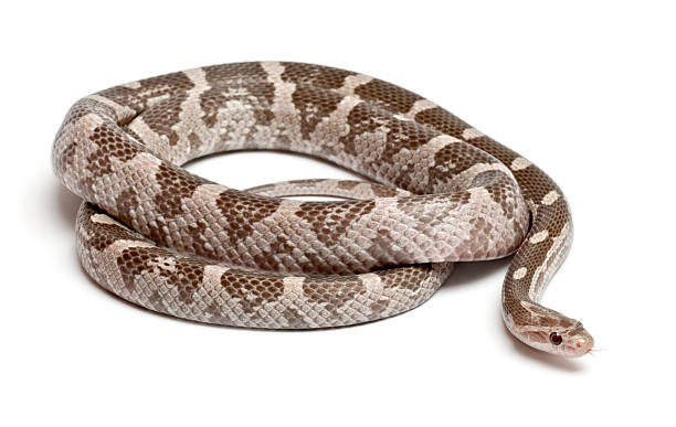 istock Lavender Corn Snake or Red Rat Snake, Pantherophis guttatus, 521699586
