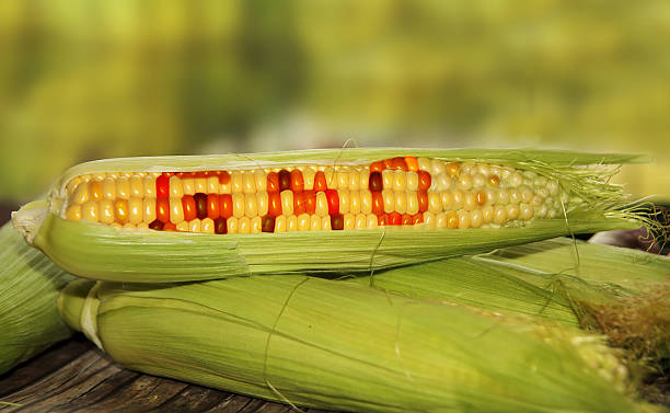 gmo de alimentos - genetic modification corn corn crop genetic research fotografías e imágenes de stock