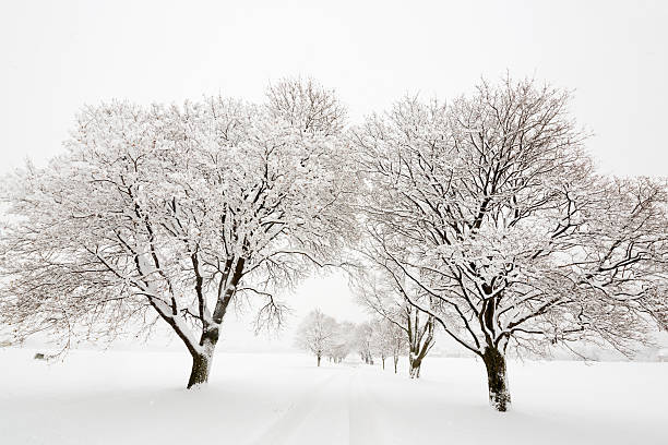 Tree lined road covered in snow stock photo