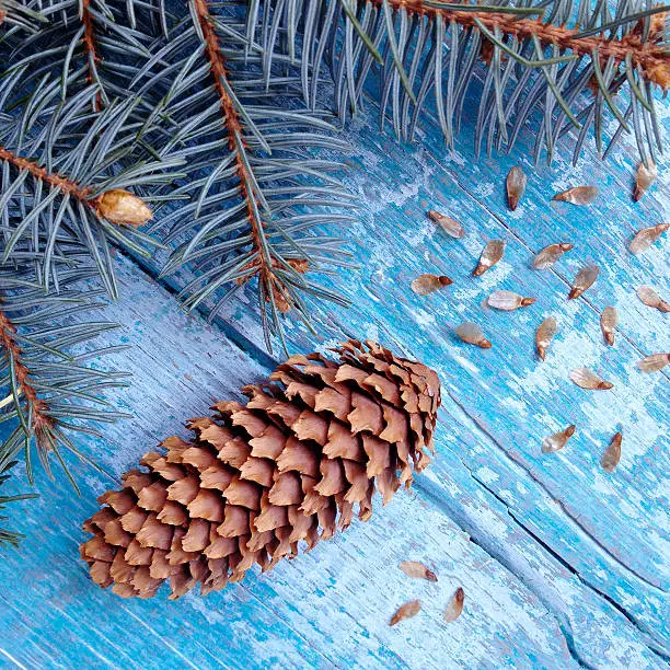 Fir-cone and blue spruce seeds on a wooden background. Photo taken on a mobile phone.