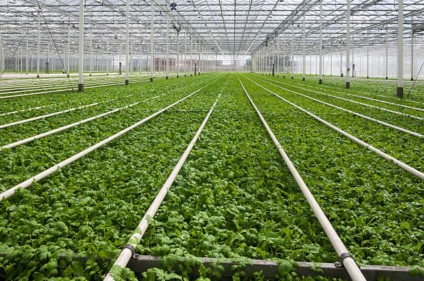 istock Modern Dutch greenhouse complex with many small plants 521700527