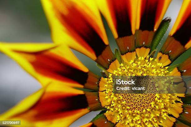 Flower Gazania Stock Photo - Download Image Now - Basket, Botany, Chamomile