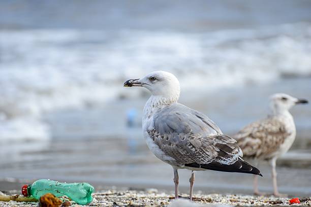 Gull between rubbish on beach at naples stock photo