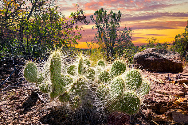 Cactus at Sunrise Cactus plant bathed in early morning sunlight in northern New Mexico los alamos new mexico stock pictures, royalty-free photos & images