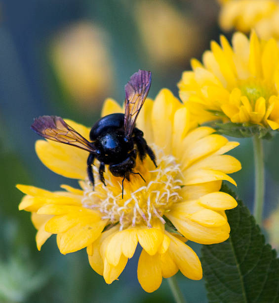 Large, Black Carpenter Bee on Yellow Flower stock photo