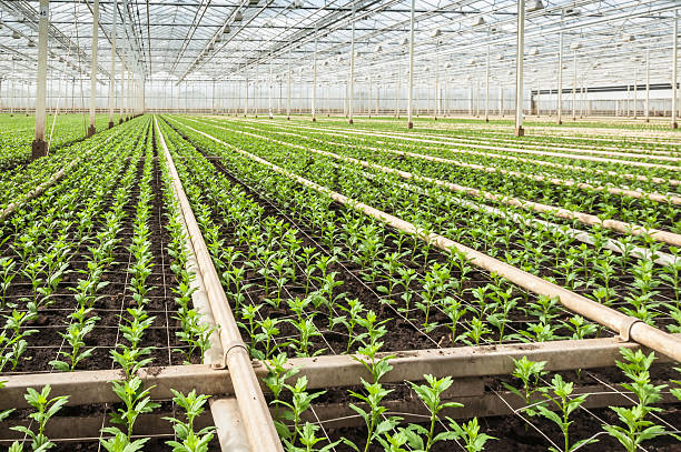 istock Small Chrysanthemum cuttings in a modern plant nursery 521701259