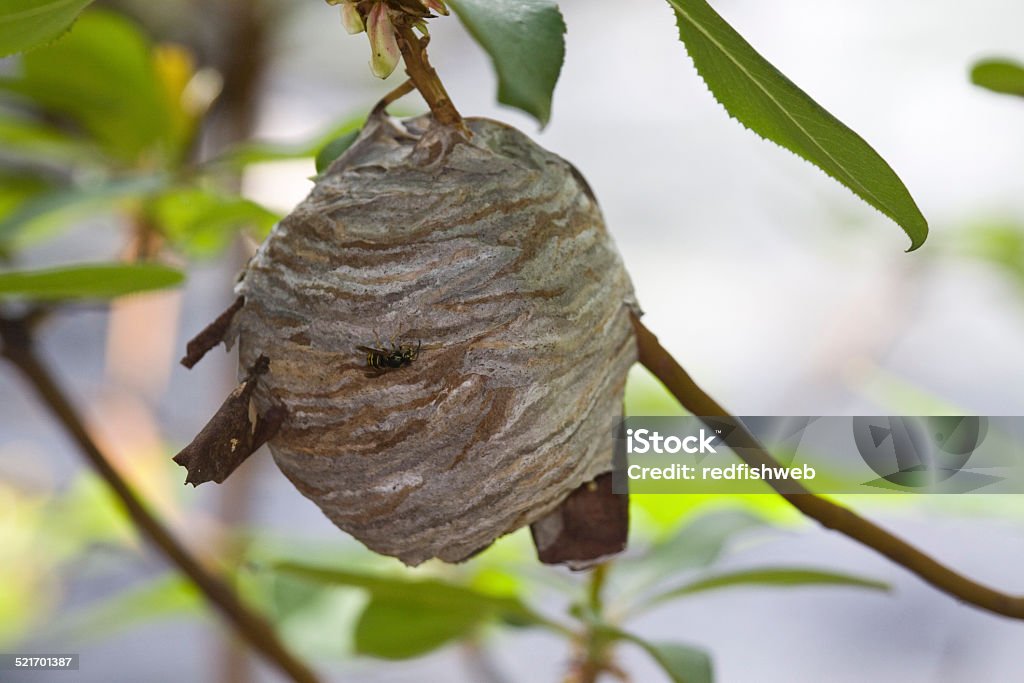 Large yellowjacket wasp nest hanging from Arbutus tree Closeup of large yellowjacket wasp nest hanging from Arbutus tree Animal Nest Stock Photo