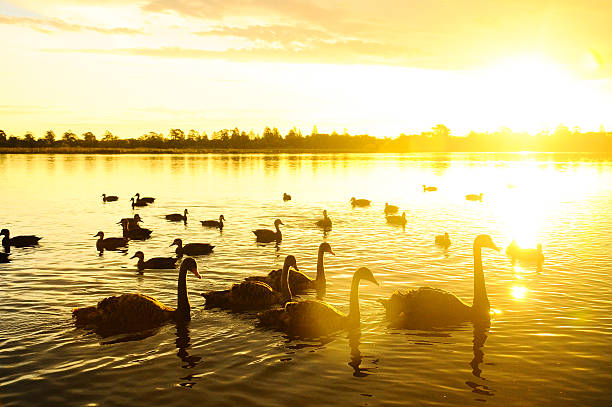 istock Swan swimming in the lake at sunset 521701519