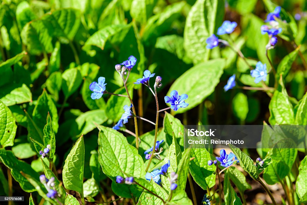 Omphalodes verna Omphalodes verna, the creeping navelwort or blue-eyed Mary, here in full bloom in early spring with its fine blue flowers. Blossom Stock Photo