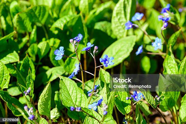 Omphalodes Verna Stock Photo - Download Image Now - Blossom, Blue, Blue Eyes