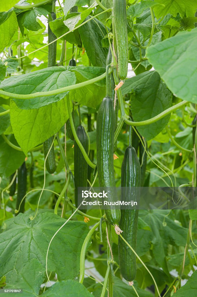 Closeup of cucumbers hanging in a greenhouse Cucumbers in a Dutch greenhouse ready for harvesting. Cucumber Stock Photo