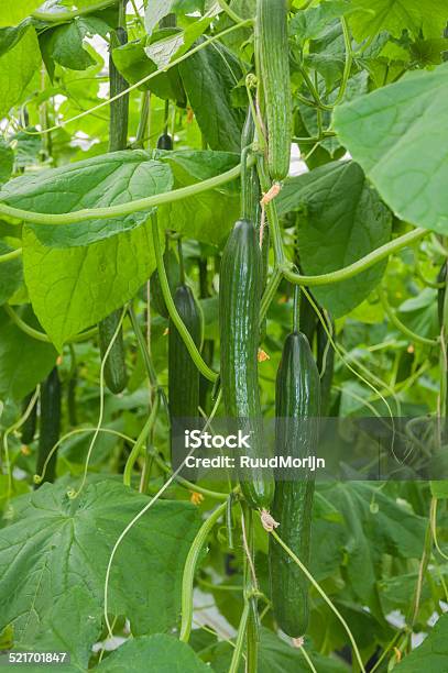 Closeup Of Cucumbers Hanging In A Greenhouse Stock Photo - Download Image Now - Cucumber, Netherlands, Agriculture
