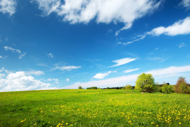 istock Field with dandelions and blue sky 521701958