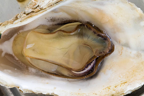 istock Oyster Cooking on a Charcoal Grill 521702069