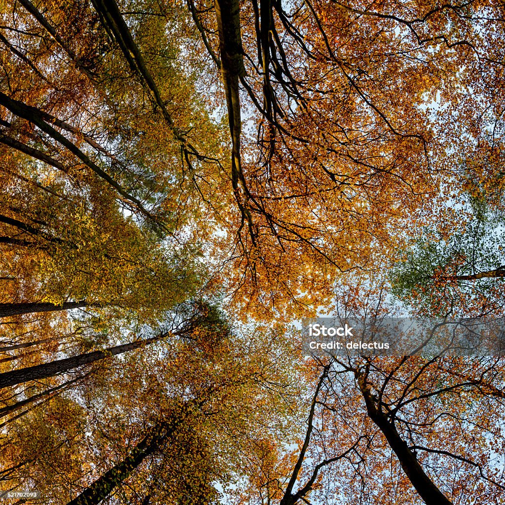 Canopy of leaves Canopy of leaves in a deciduous forest. Schlaubetal, Brandenburg, Germany Autumn Stock Photo