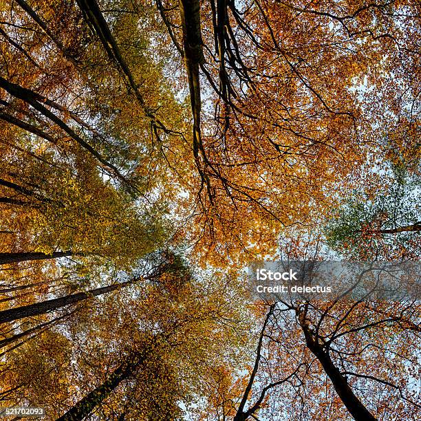 Canopy Of Leaves Stock Photo - Download Image Now - Autumn, Autumn Leaf Color, Brandenburg State