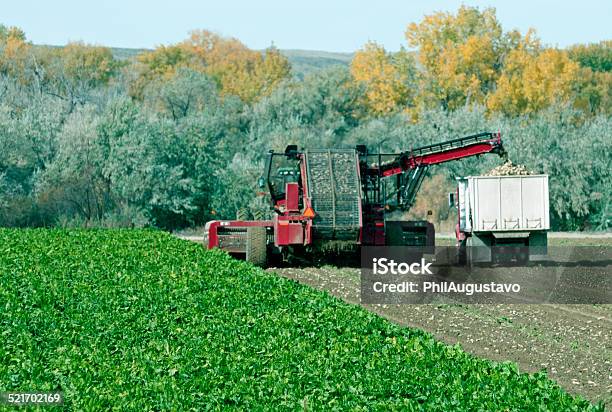 Sugar Beet Harvest In Northern Wyoming Stock Photo - Download Image Now - Crop - Plant, Farm, Sugar Beet