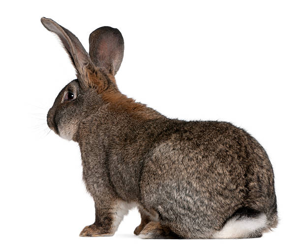 istock Flemish Giant rabbit in front of white background 521702396